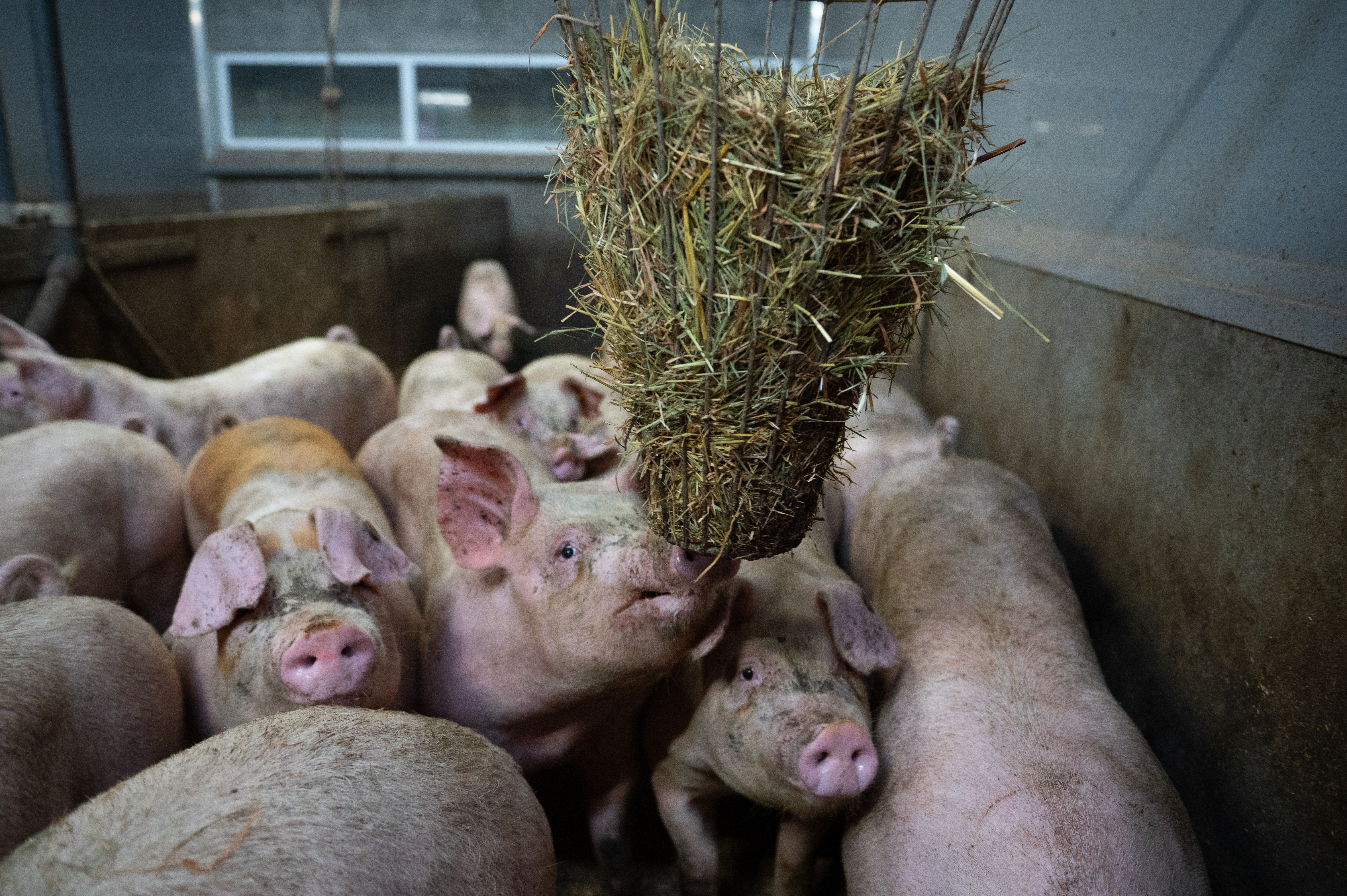 Duroc de Kempen